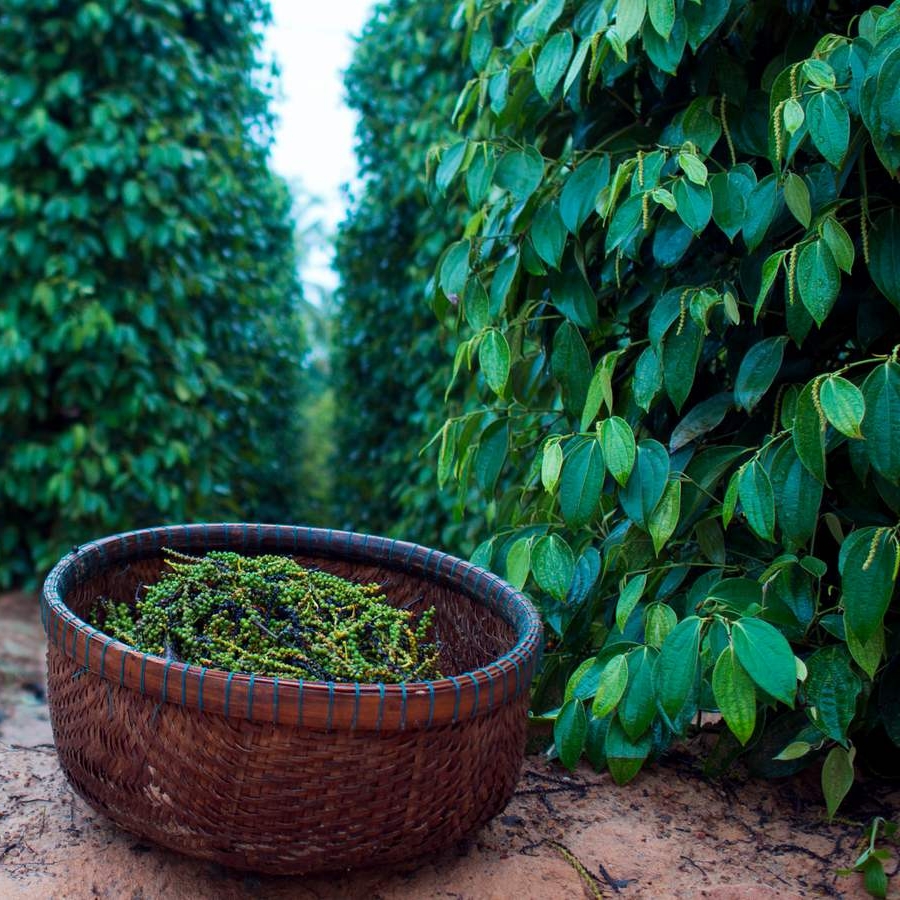 vietnam-pepper-exporter