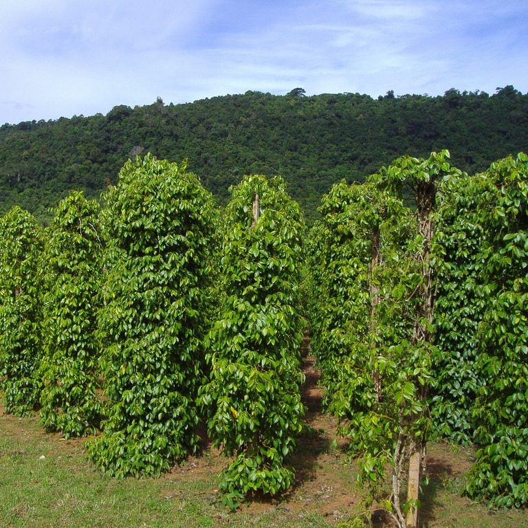 vietnam-pepper-manufacturer